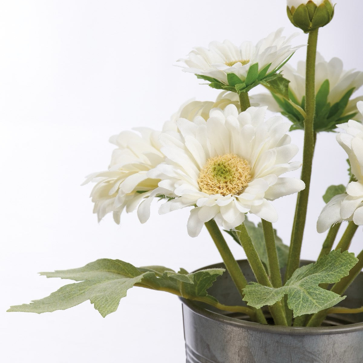 Gerbera Daisy Planter