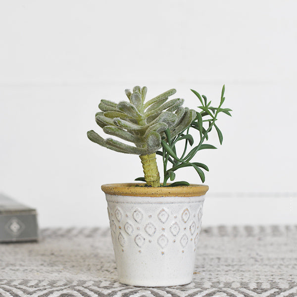 Mixed Succulent In Pot
