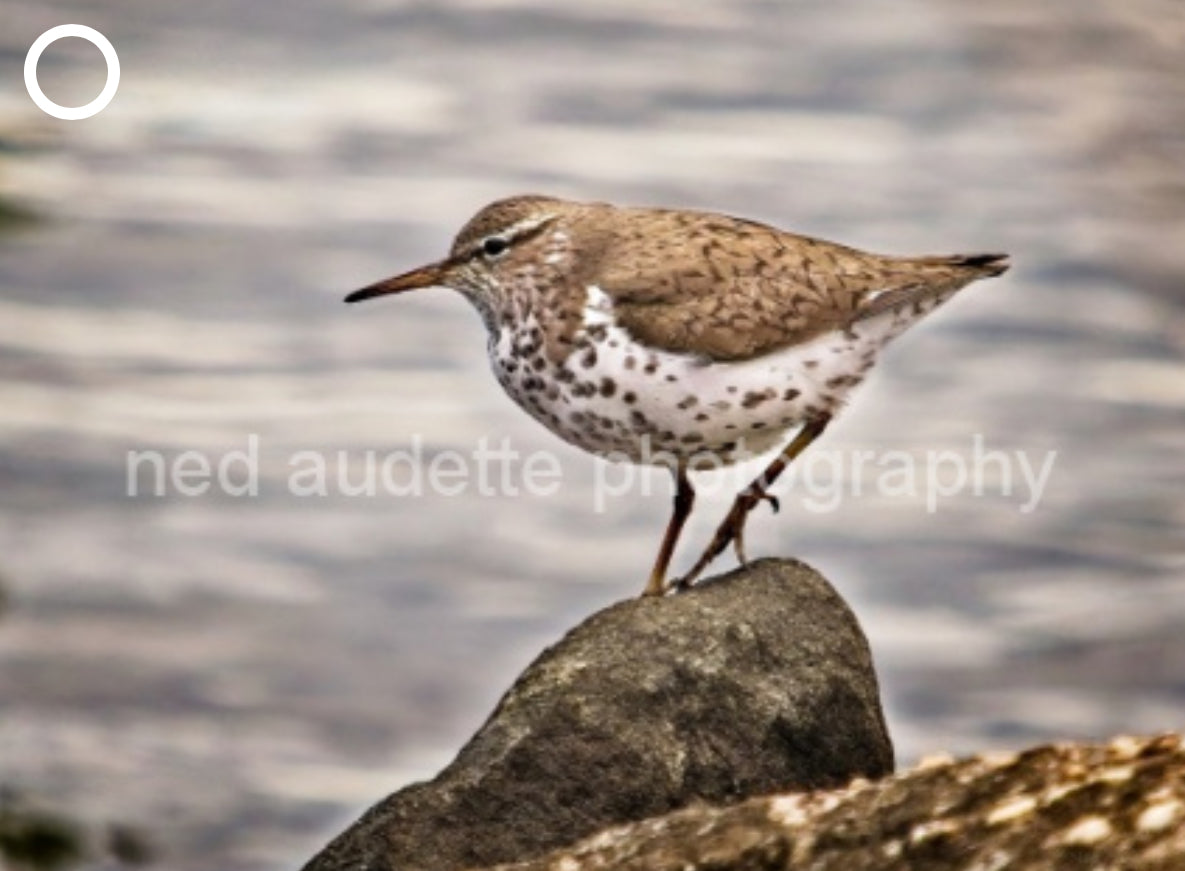 Spotted Sandpiper Matted Print (2 Sizes)
