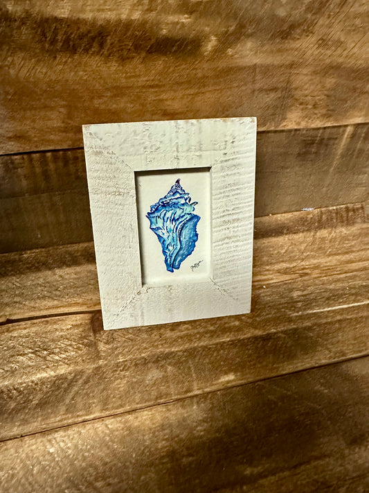 Blue Whelk Mini