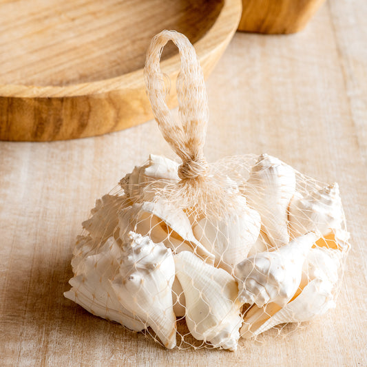 Conch Style Sea Shells in Bag