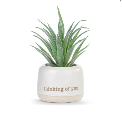 Thinking of You Just Because Mini Succulent