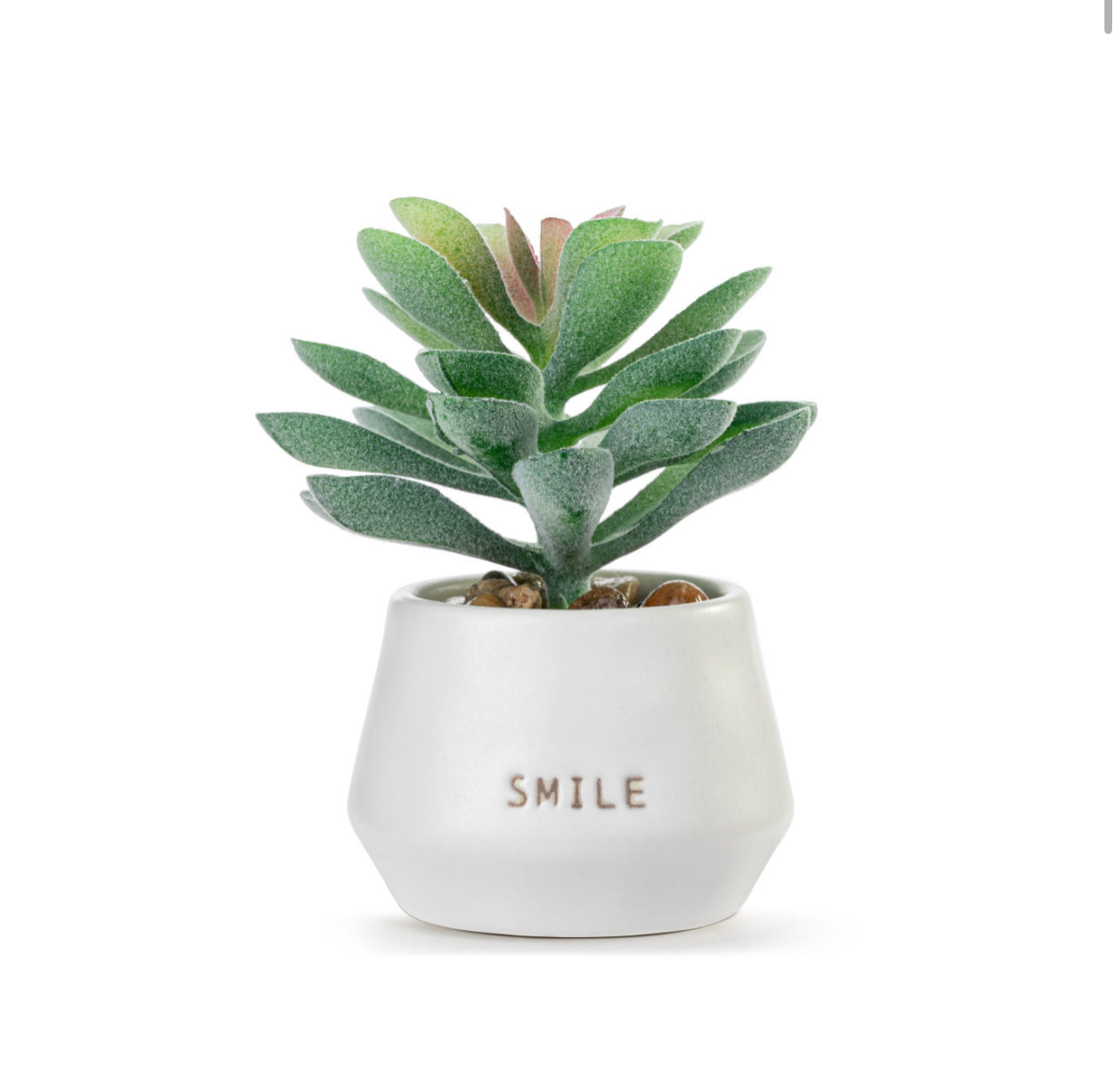 Smile Just Because Mini Succulent