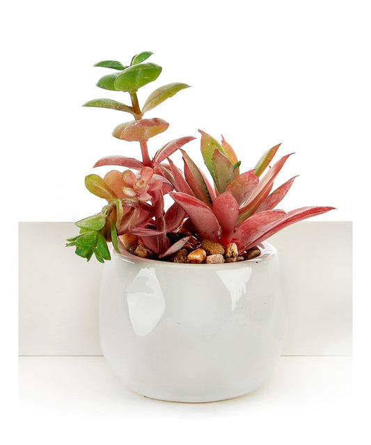 Potted Succulent