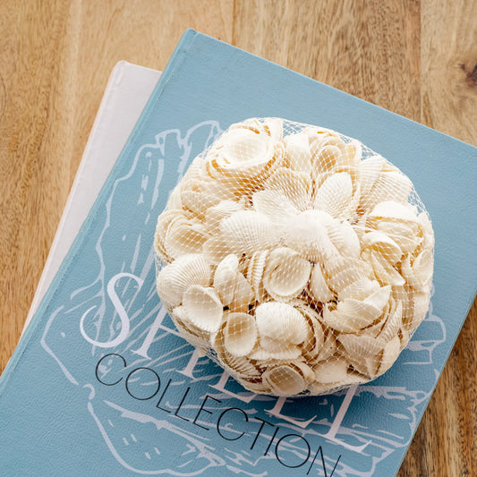 Small Clam Style Sea Shells in Bag