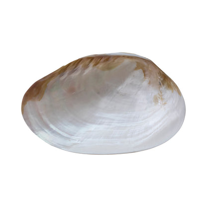 9"L x 1-1/4"W Decorative Natural Shell Footed Dish (Each One Will Vary)