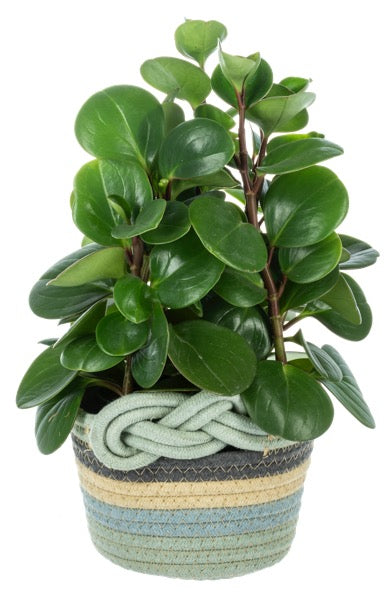 Woven Knot Basket