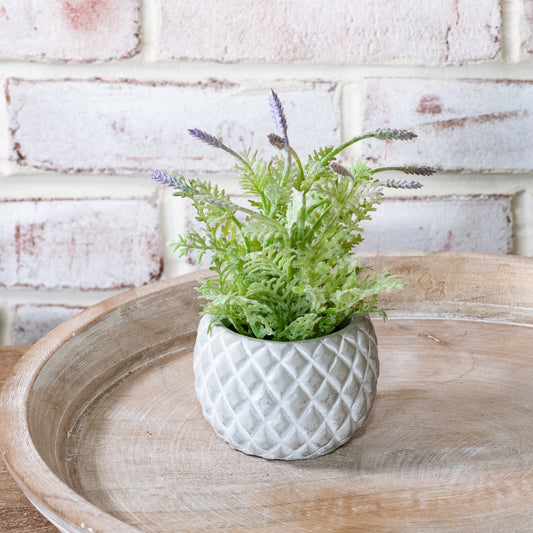 Baby Lavender in Diamond Pot