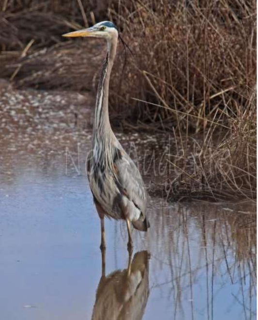 GBH Reflection Matted Print (2 Sizes)