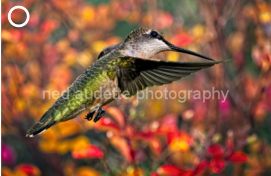 Hummingbird Heaven Matted Print (2 Sizes)