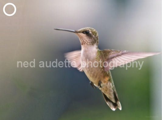 Hummingbird on Blue & Green Matted Print (2 Sizes)