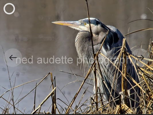 On Watch Matted Print (2 Sizes)