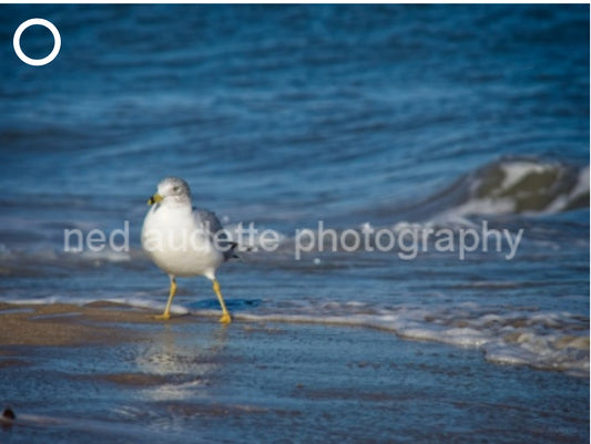 Ring Billed Gull Matted Print (2 Sizes)