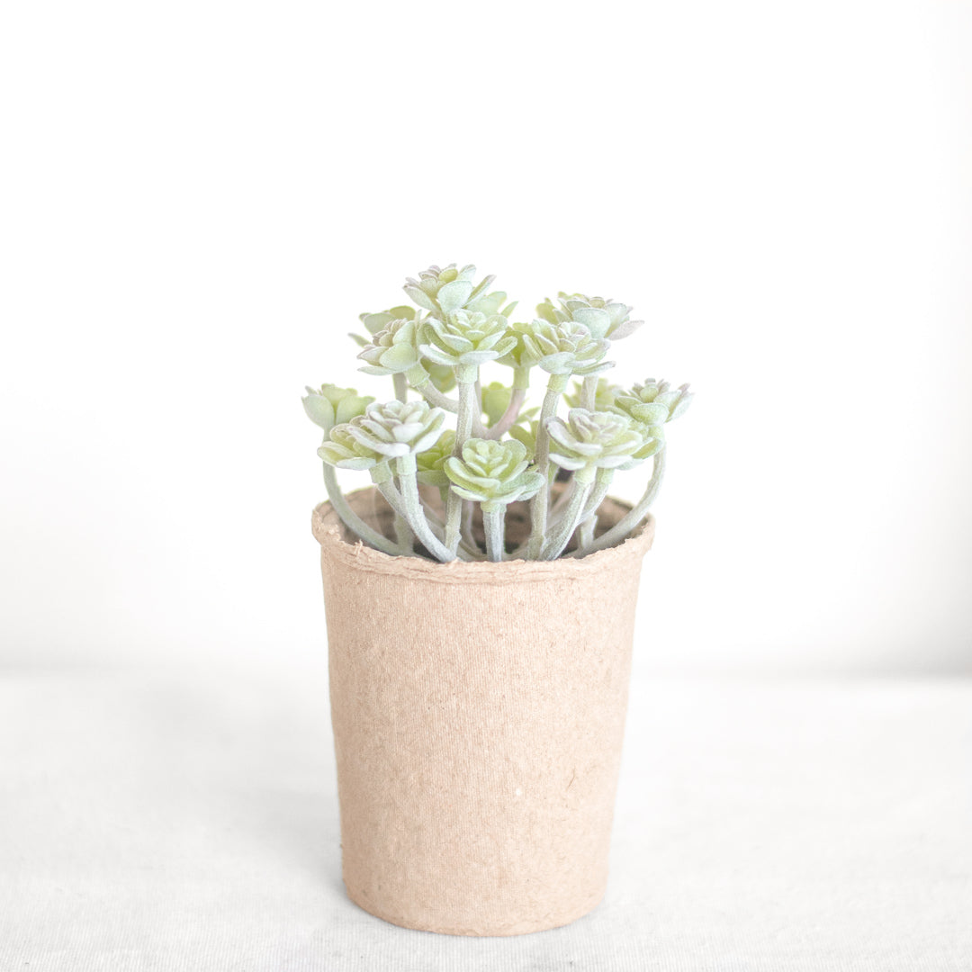 Succulent Lotus in Paper Pot