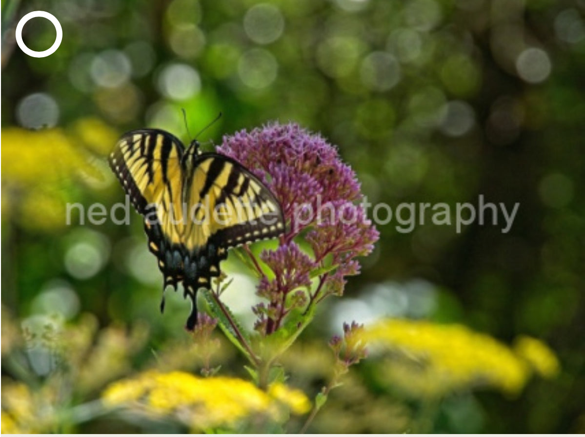 Swallowtail and Light Matted Print (2 Sizes)